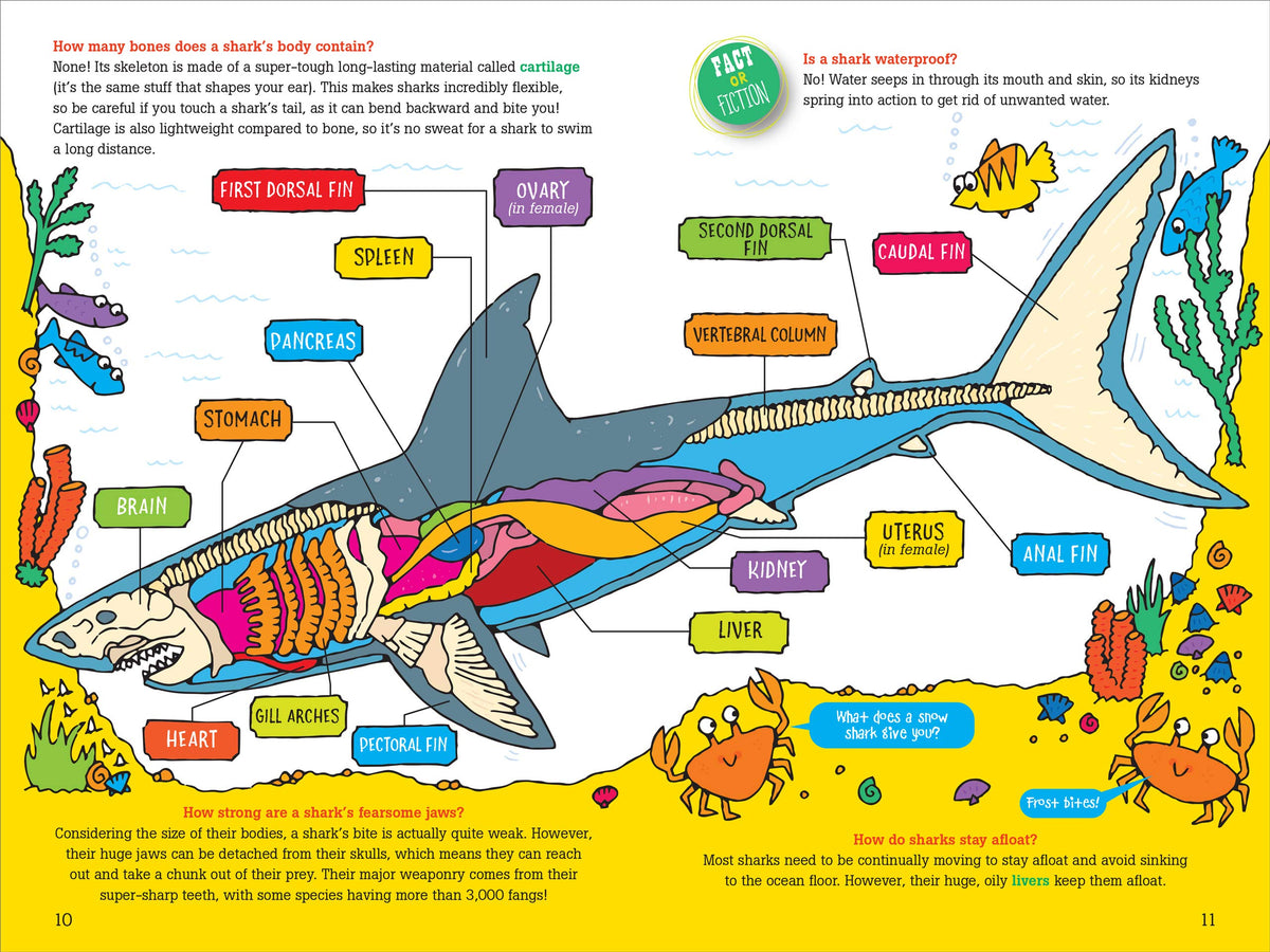 Peter　Rhen's　Questions　Toy　Nest　About　100　–　Shop　Pauper:　Sharks